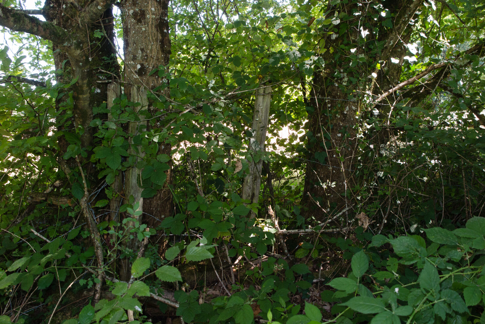 Le pied de bosquet dans les ronces