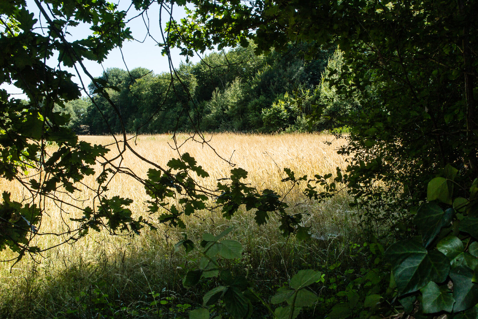 Mon observatoire sur la prairie voisine